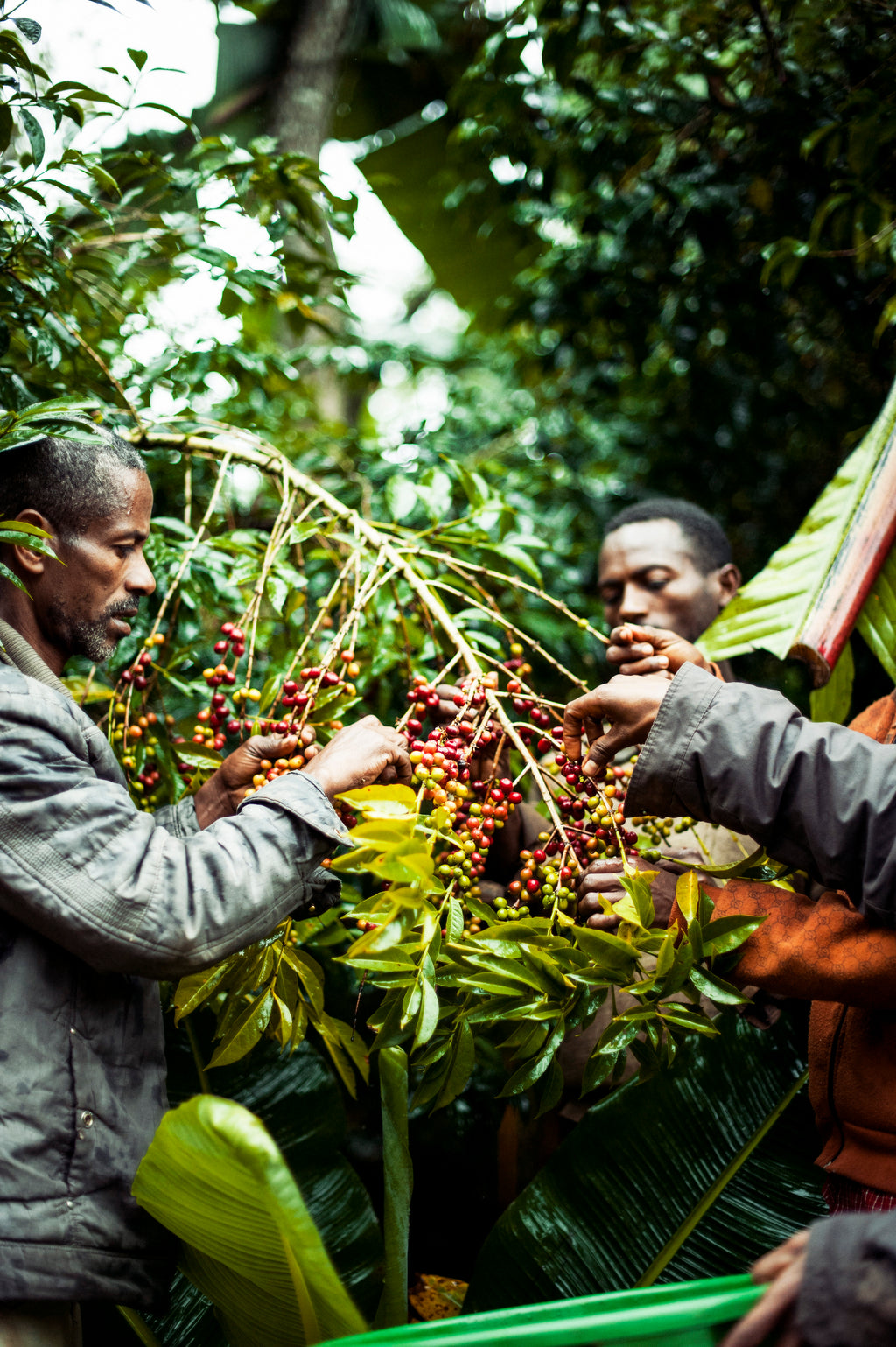 Brazil Daterra Sunrise